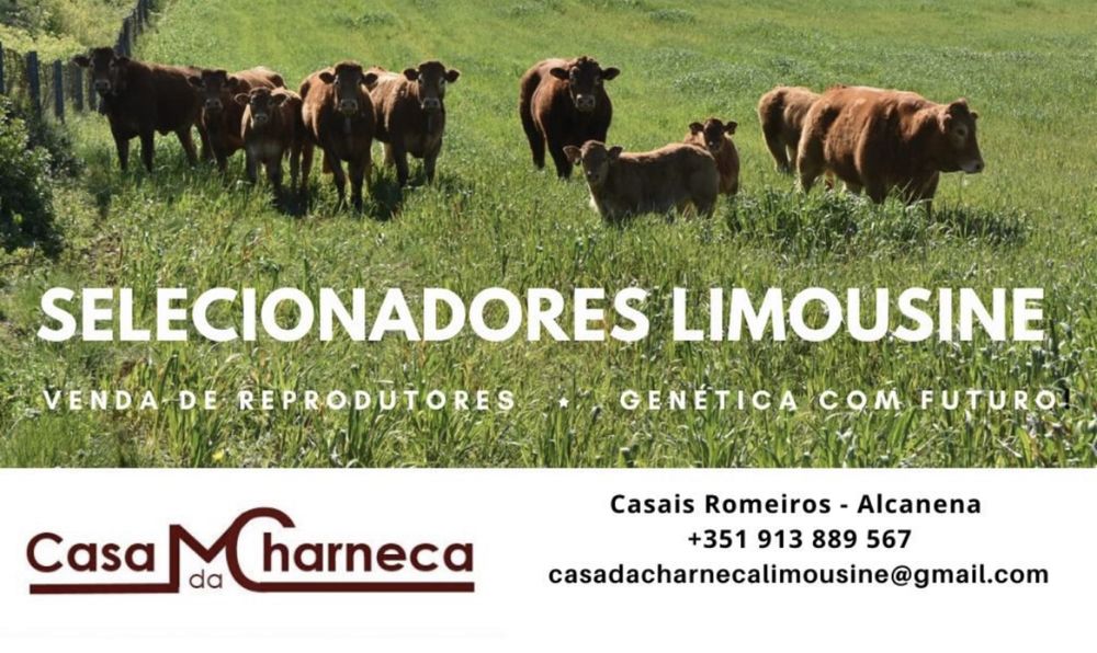 Reprodutores Limousine (Machos) - Venda Permanente