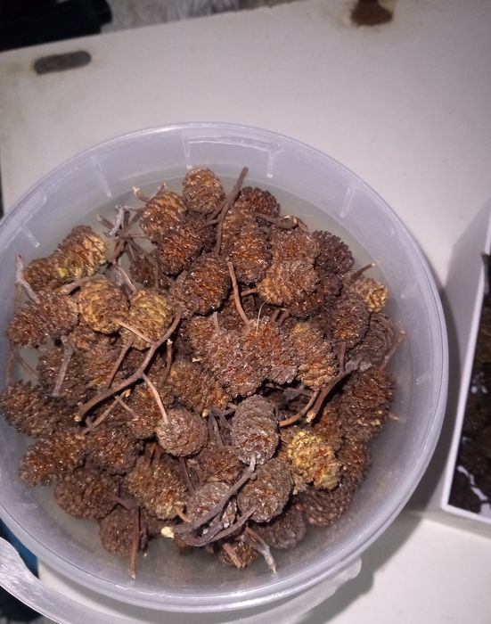 Pinhas de amieiro