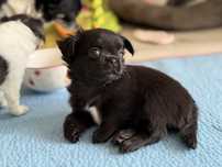 Chłopiec chihuahua