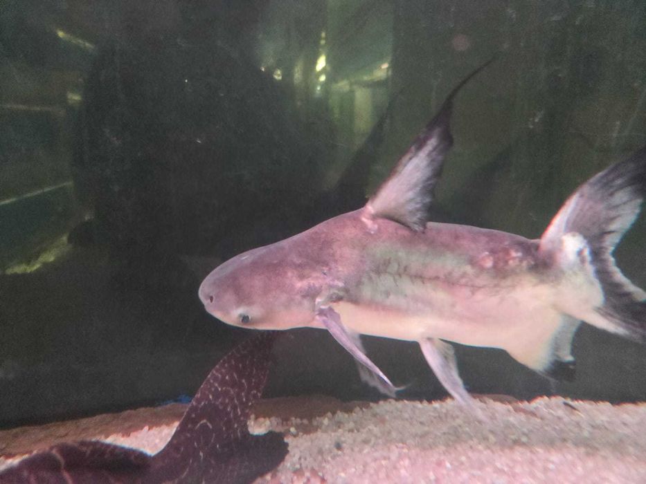 Pangasius sanitwongsei short body 30-32cm