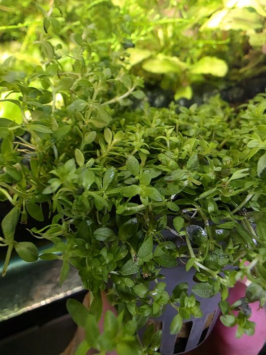 Roślina akwariowa - mały Heniek