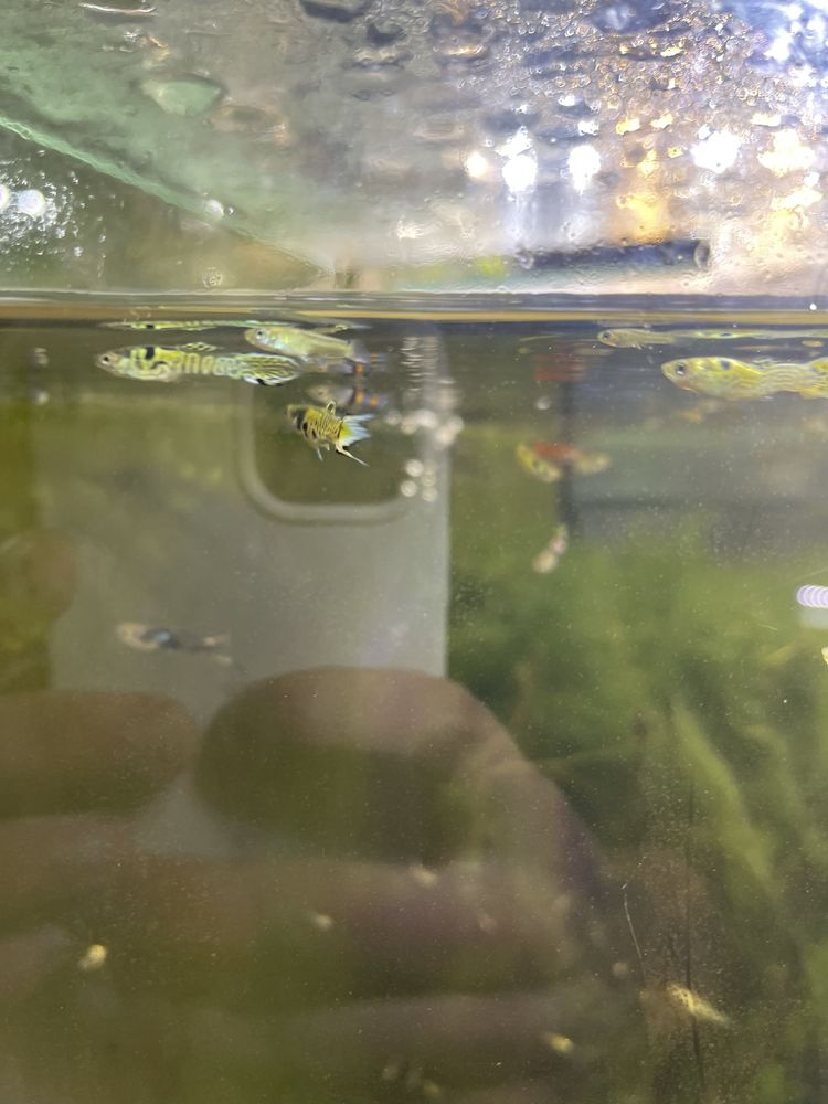 Guppys sortidos para venda
