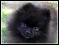 Czarna dziewczynka Pomeranian