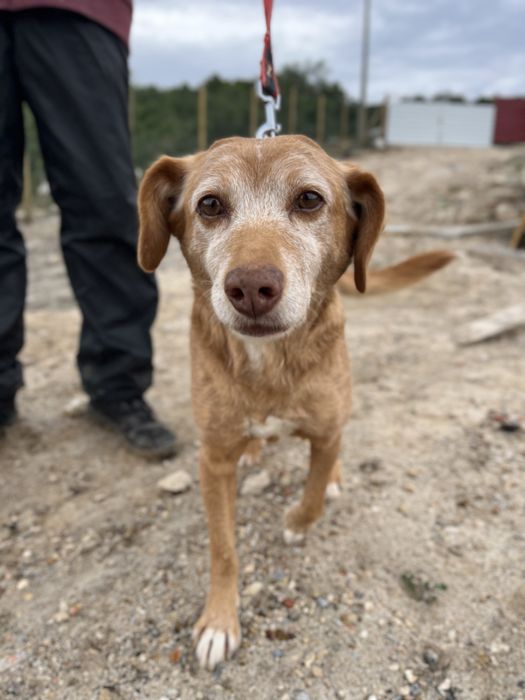 Spicy- o Cão dos abraços!