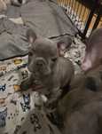 Bulldog mini bulldoguinha