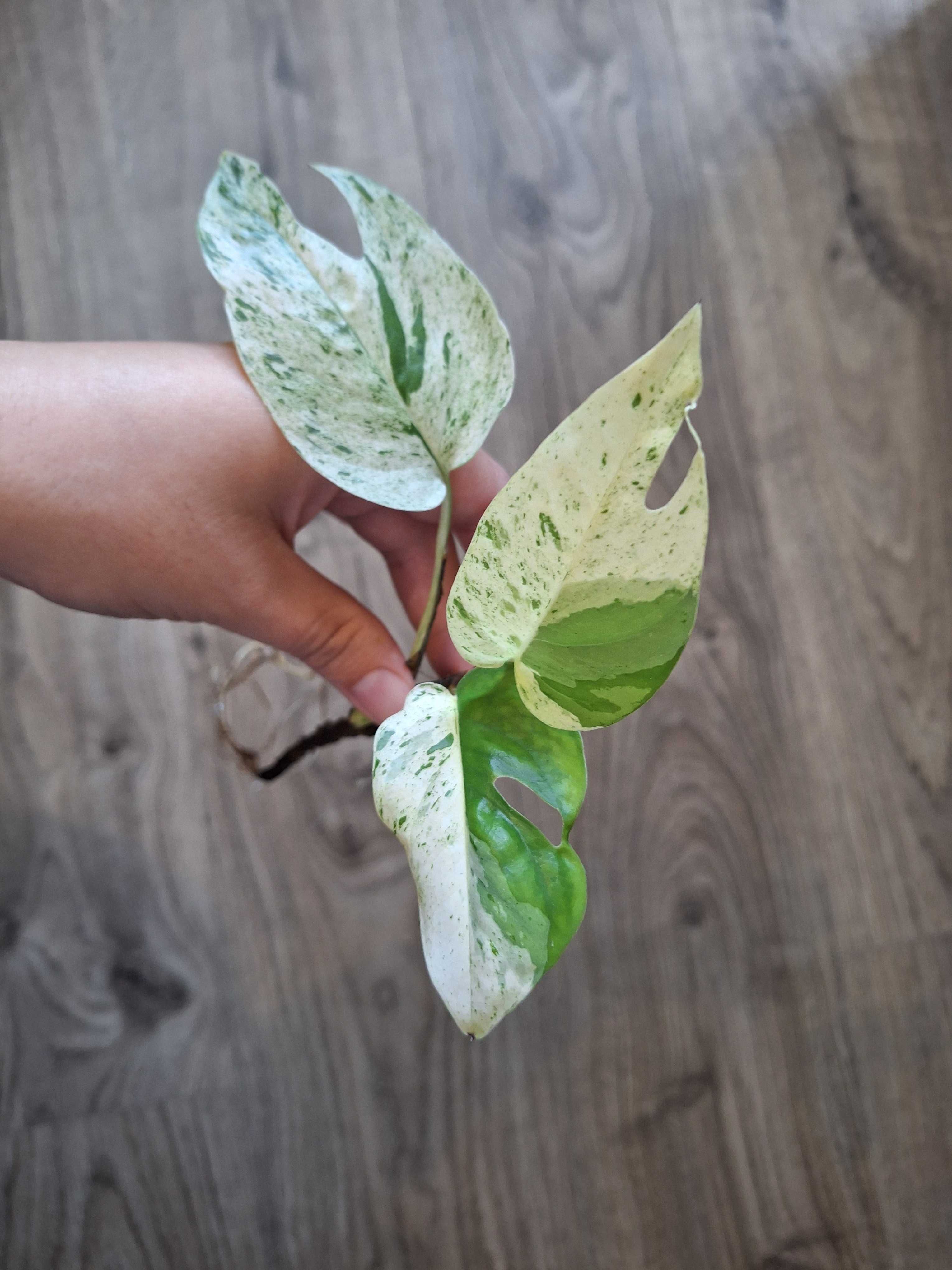 Epipremnum pinnatum marble variegata