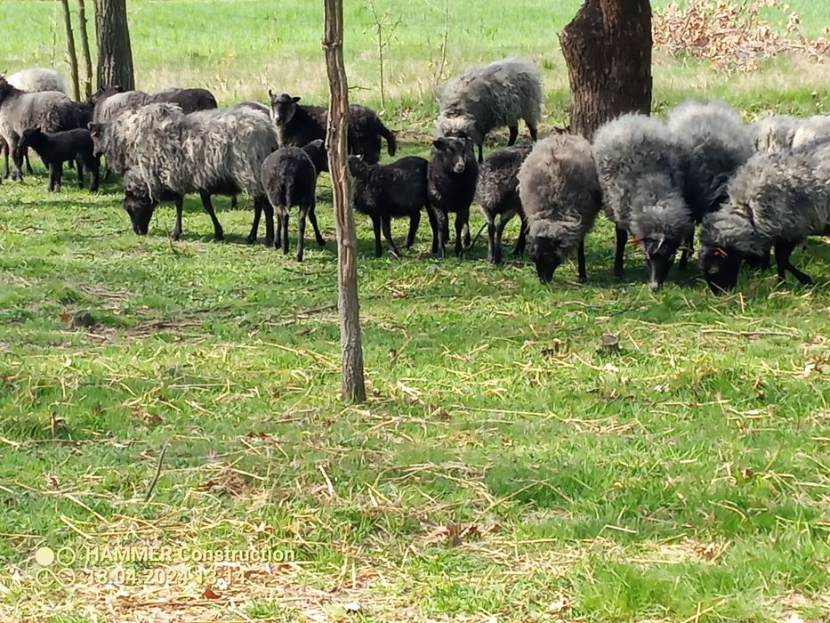 Sprzedam Owcę i Jagniaki rasy wrzosówki