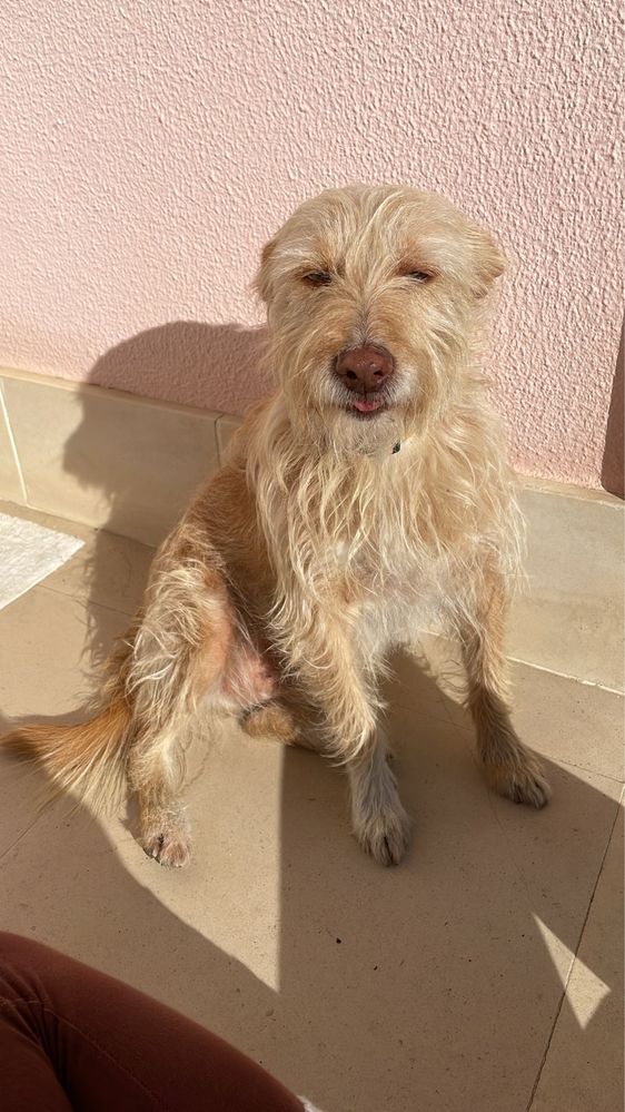 Passear Cães Sobreda / Charneca da Caparica