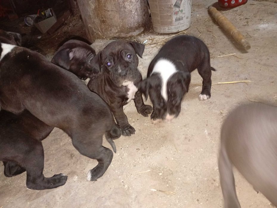 Szczeniaki amstaffa