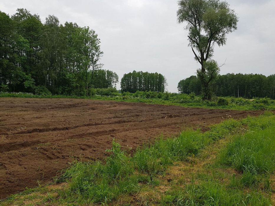 wycinka drzew,lasów/rekultywacja/głęboko/rębak/frezowanie/karczowanie