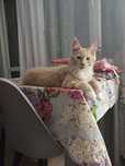 Kocurek maine coon