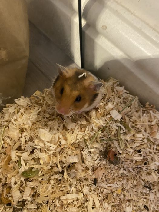 Sprzedam chomika dziewczynke