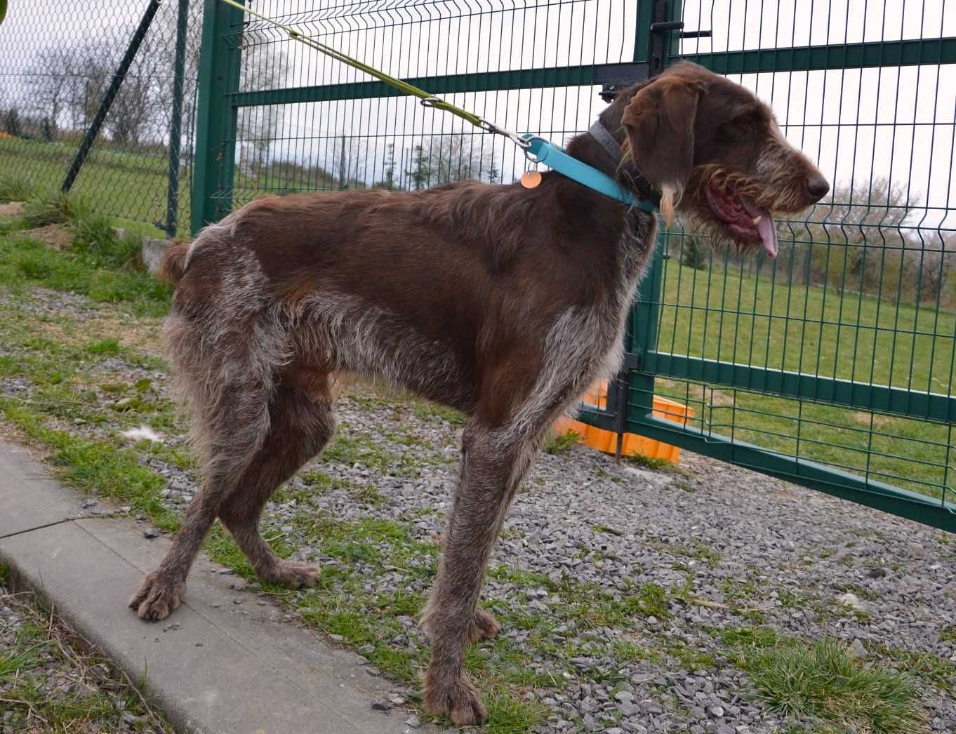 Charlie w typie wyżła szuka fajnego domu !