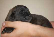 Leonberger ZKwP, FCI, pies