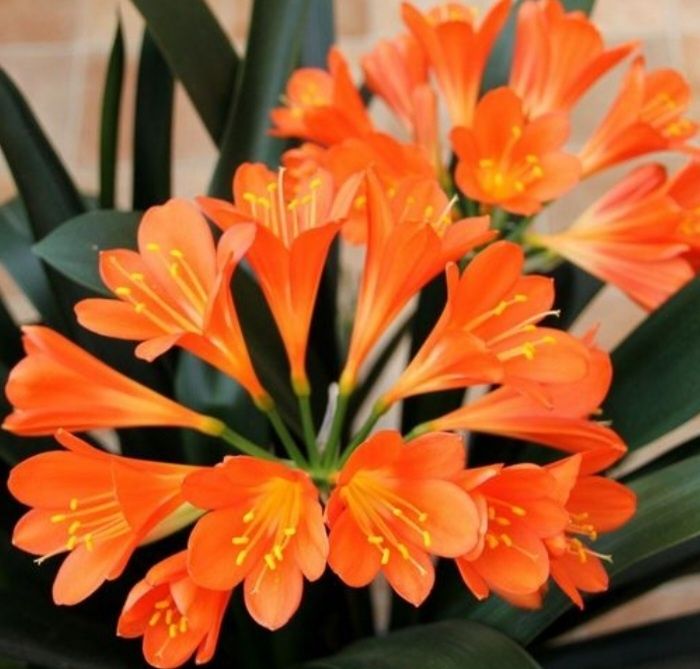 Продам Клівію кімнатну