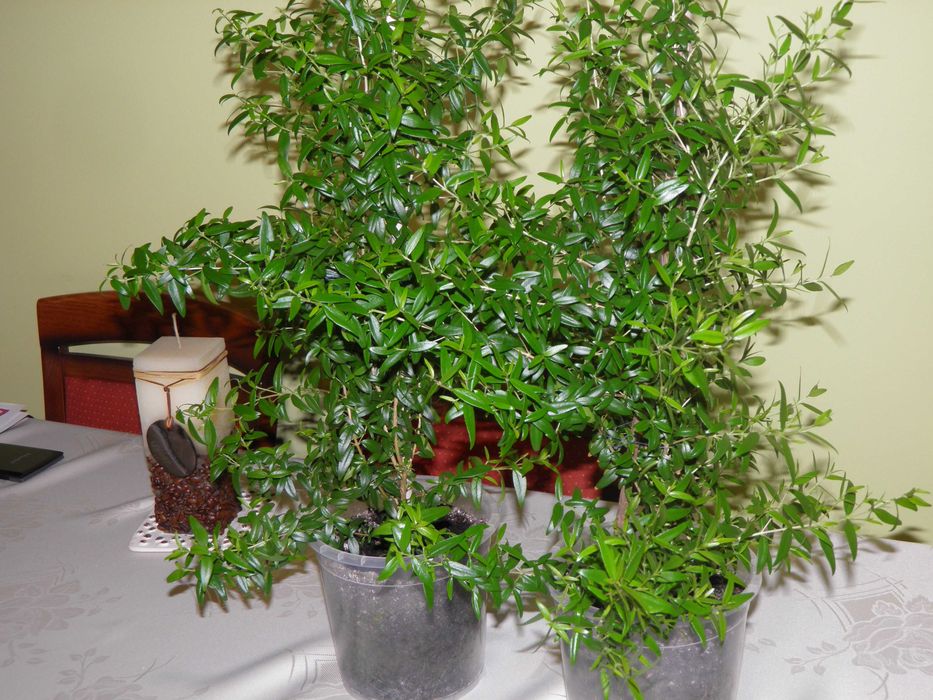 Mirt - zielone wyposażenie wnętrz  - dekoracja