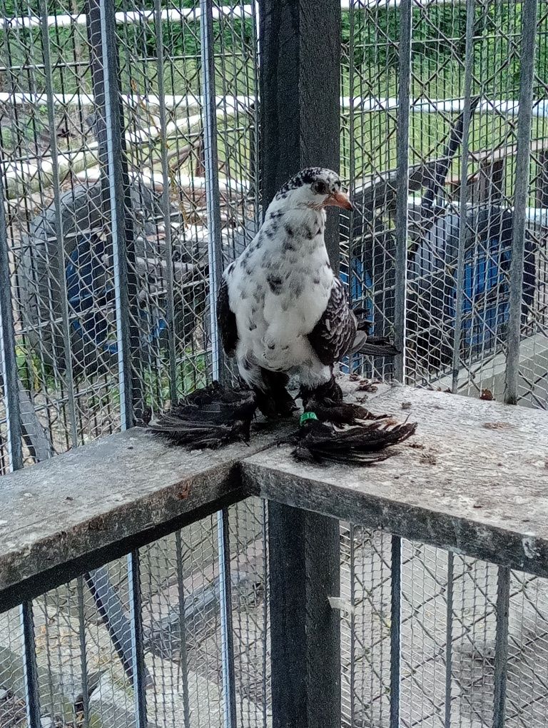 Widyny młode czarne.