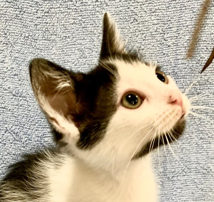 Котенок 3мес белый с черный котик котята кошеня чорне с білим