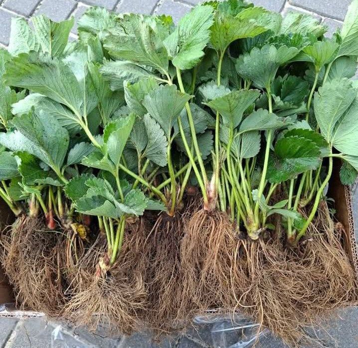 Sprzedam sadzonki truskawek