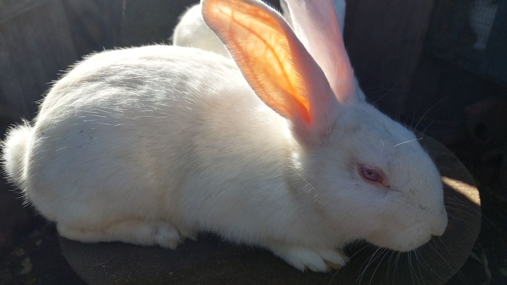 Кролики породи панон