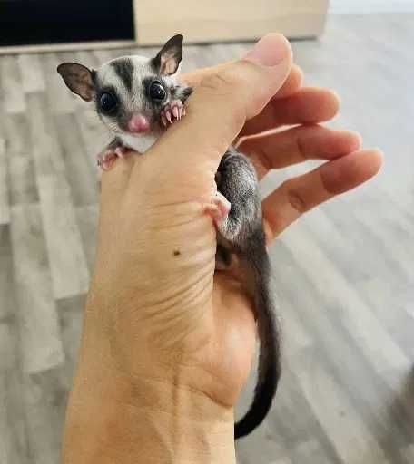 Lotopałanka Lotopałanki - standard parka z klatka - transport