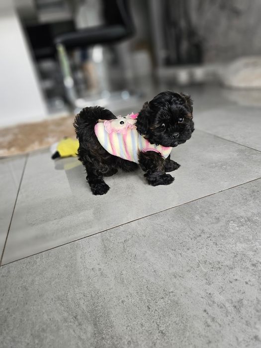 Zobacz Filmik Zjawiskowa Dziewczynka Maltipoo