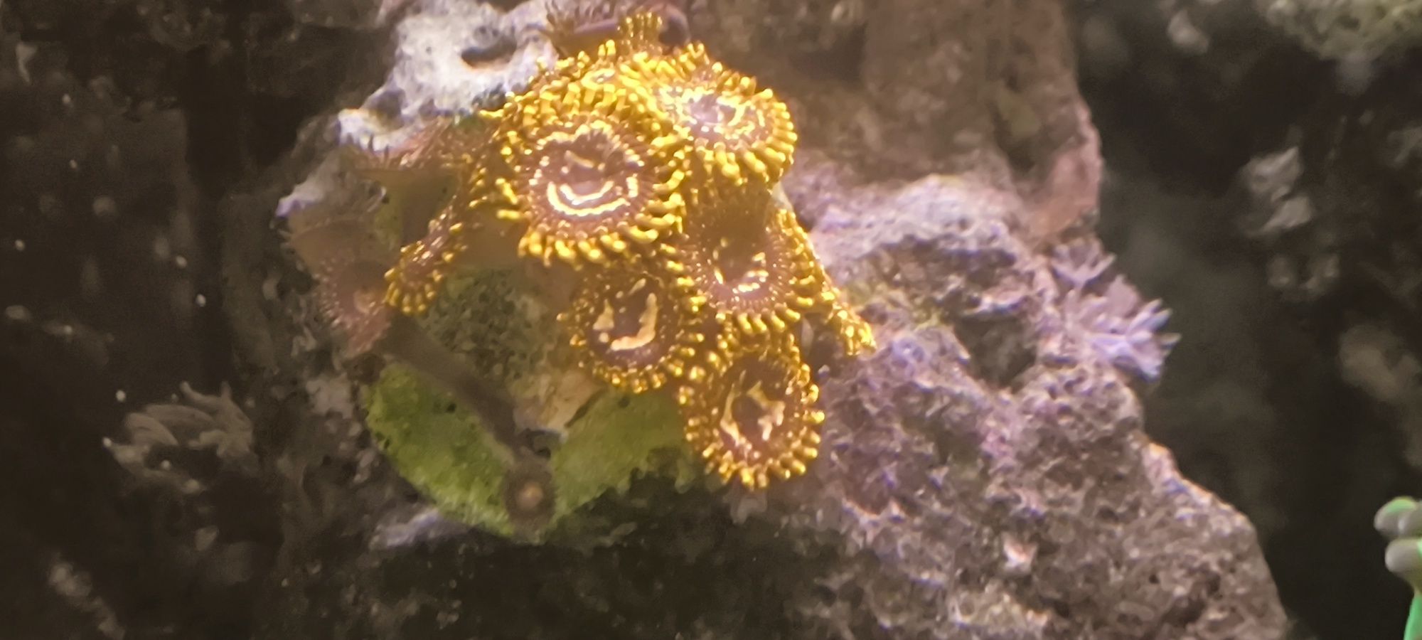 Zoa Zoanthus Utter Chaose koralowiec miękki