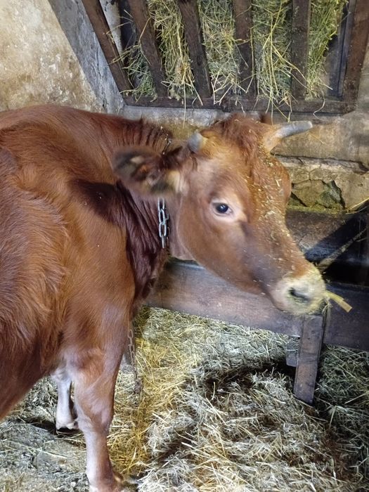 Джерсейська Тільна телиця