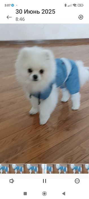 Одежда для животных