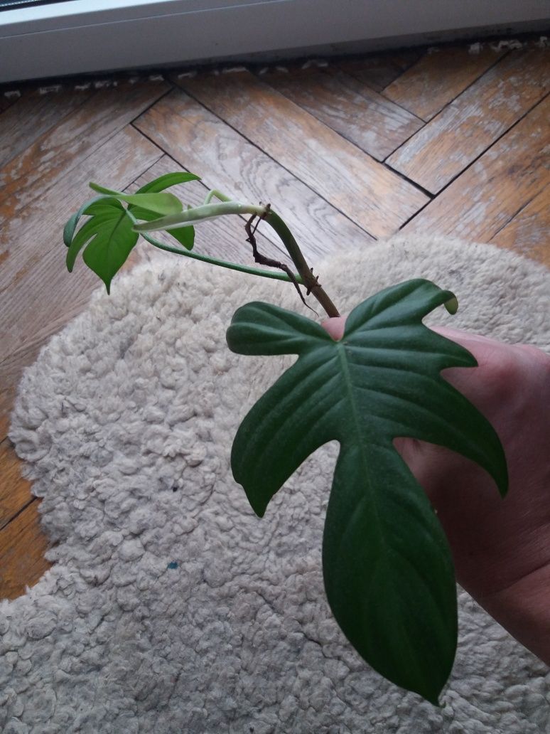 Pęd philodendron florida ghost