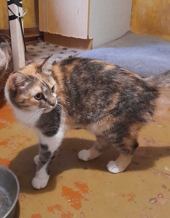 молоденька трьохколірна кицюня (3 роки) стерелізована