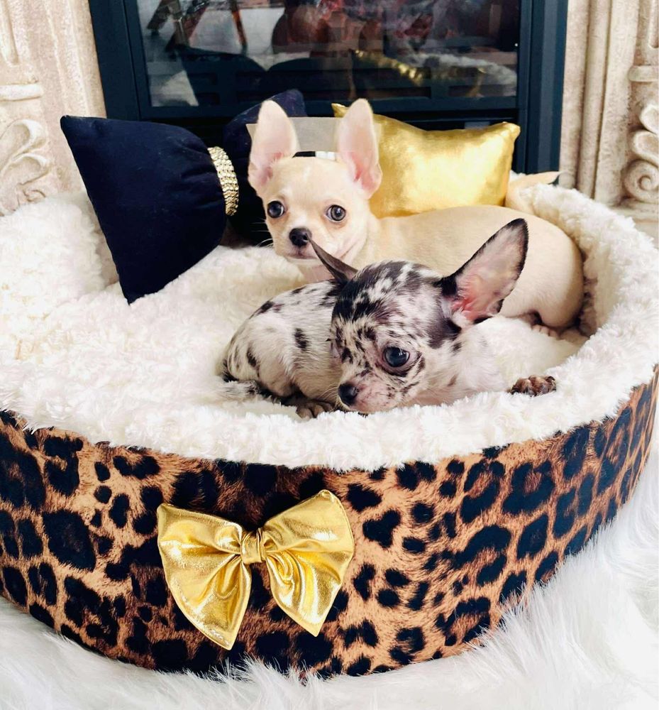 Chihuahua szczenie