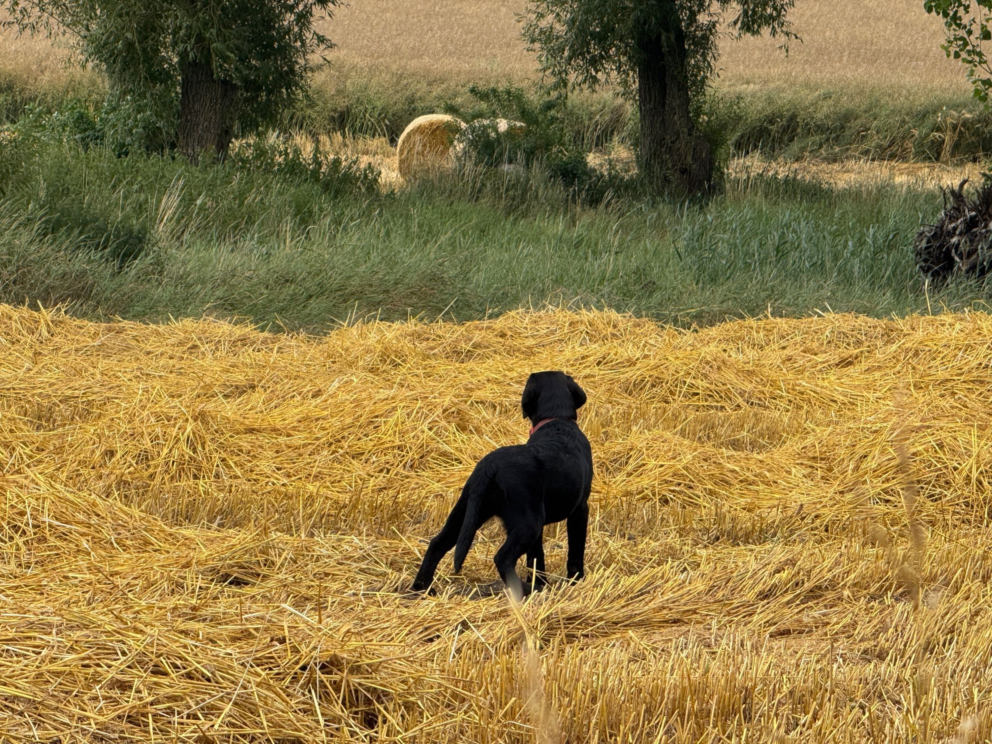 ZKwP (FCI) Labrador retriever- czarna suczka rodowodowa po championach
