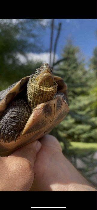 Żółw wodno lądowy 20cm