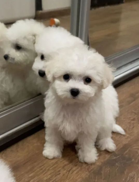 Супер крохи Бишон Фризе