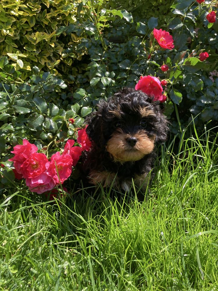 Cavapoo piesek czarno-podpalany