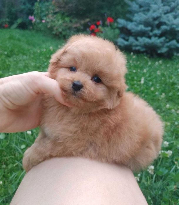 Карамельная ПомаПу милая девочка из Киева