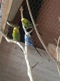 Papugi faliste 3 samce