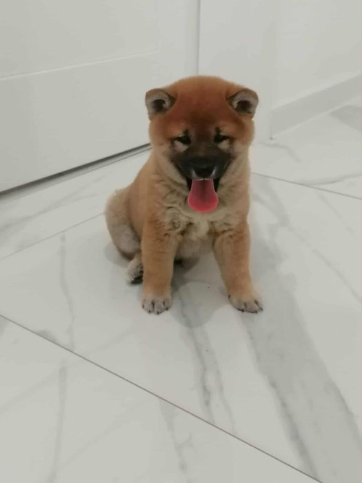 Piesek shiba inu