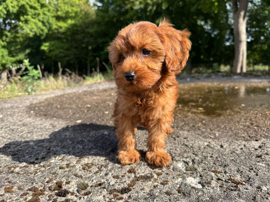 cavapoo szczeniak