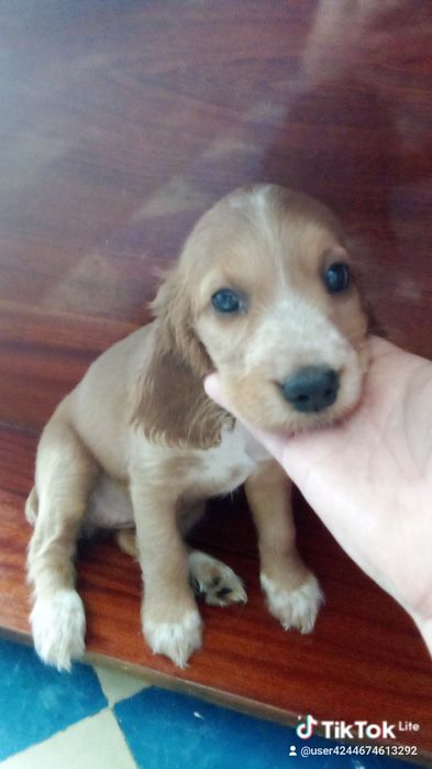 Щенята англійський кокер спаніель