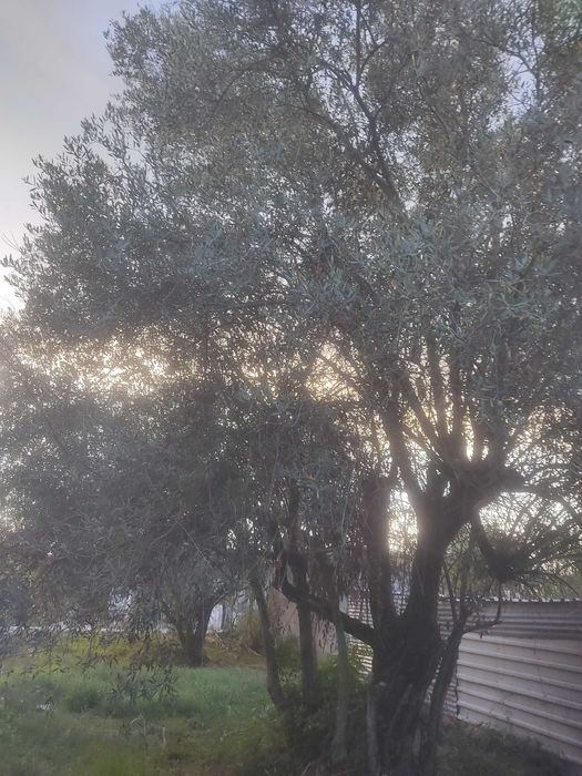 Vende-se azeitona e oliveiras galegas