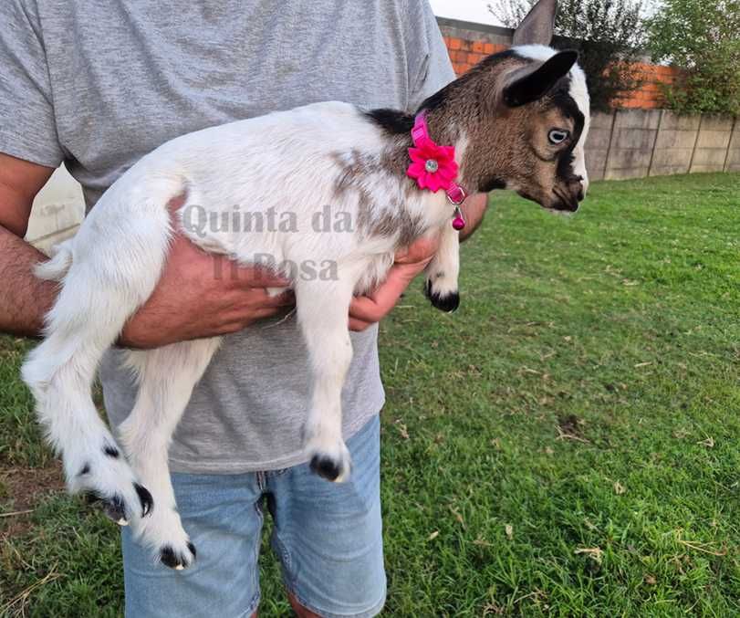 Cabrinha Anã de Olhos Azuis