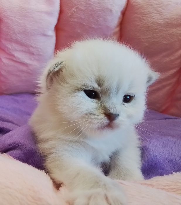 Kocurek Neva Masquerade z rodowodem FPL/FIFe