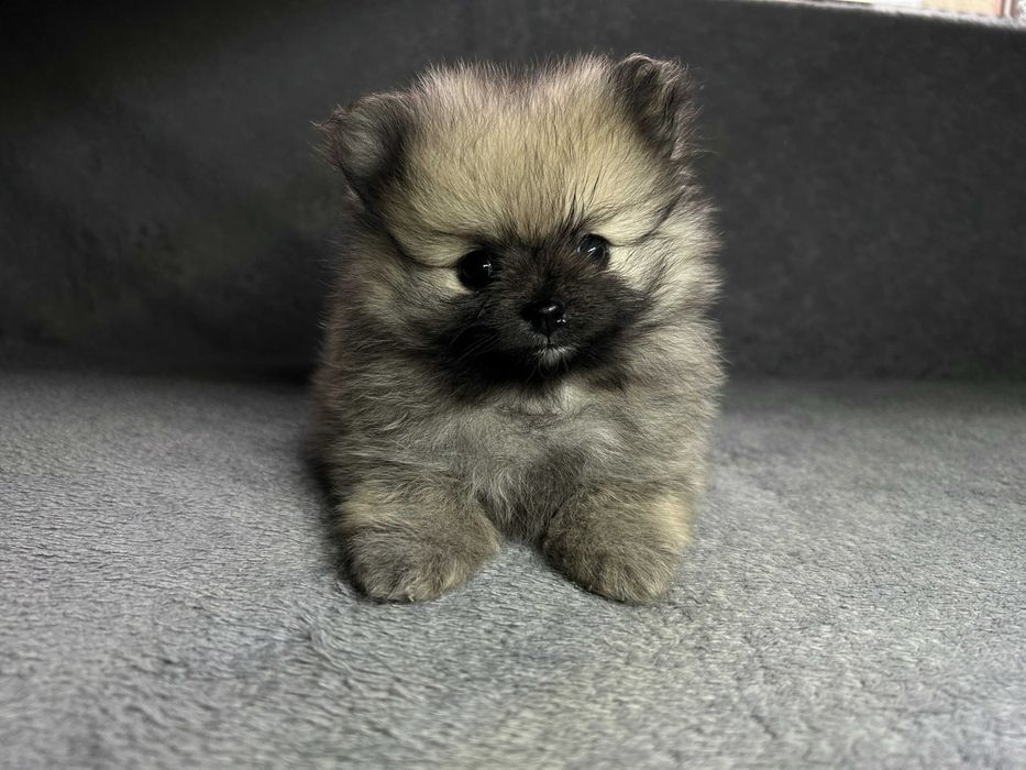 Pomeranian Szpic Miniaturowy Piesek Suczka