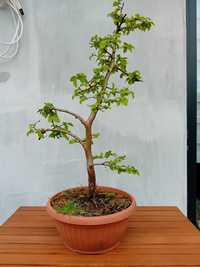 Piękny grab bonsai outdoor bonsai bonzai