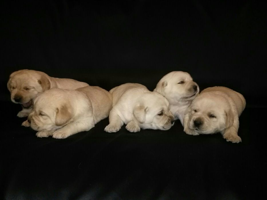 Резерв. Девочки лабрадора.