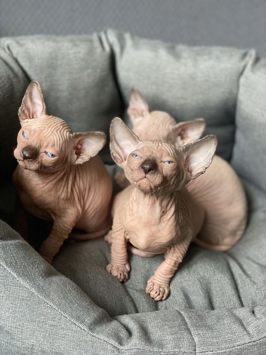 Мальчики супер канадики