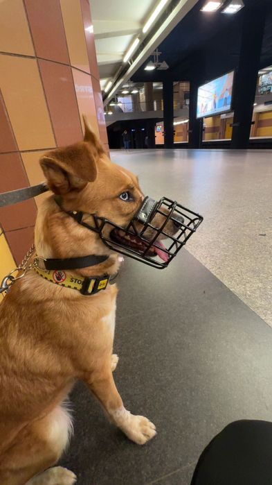 Suczka mix husky x border collie szuka domu