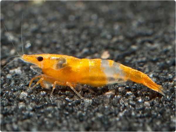 Krewetka ORANGE RILI - Neocaridina - Caridina - dowóz, wysyłka